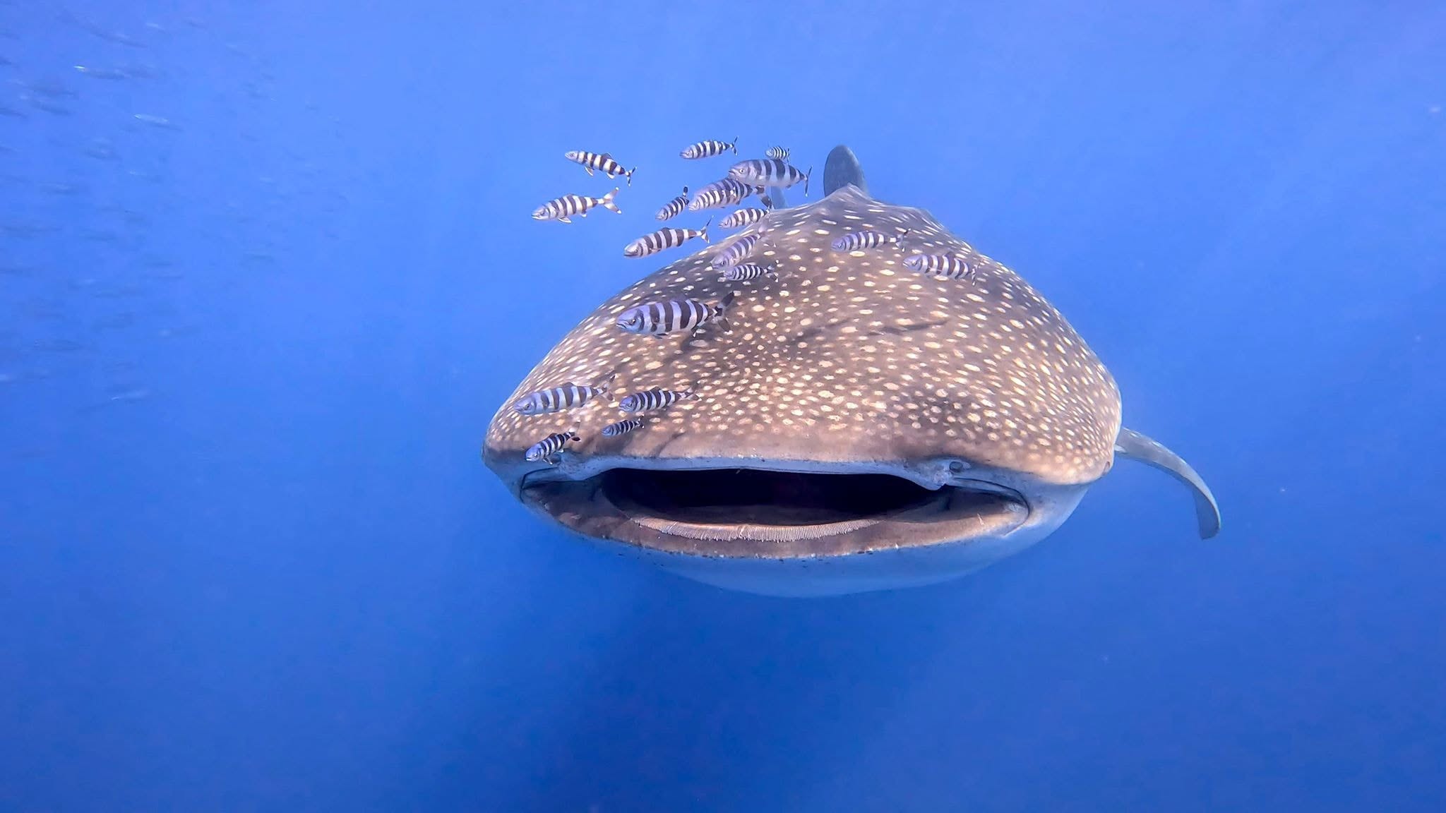 Overseas dive trips